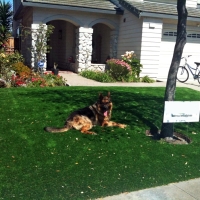 Artificial Grass Ewa Villages, Hawaii Landscape Ideas, Dogs Runs