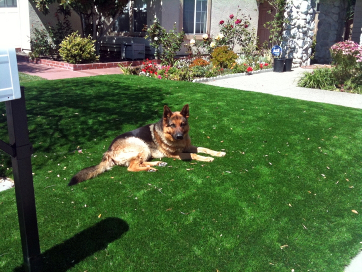 Fake Lawn Hawaiian Beaches, Hawaii Drainage, Dogs Park