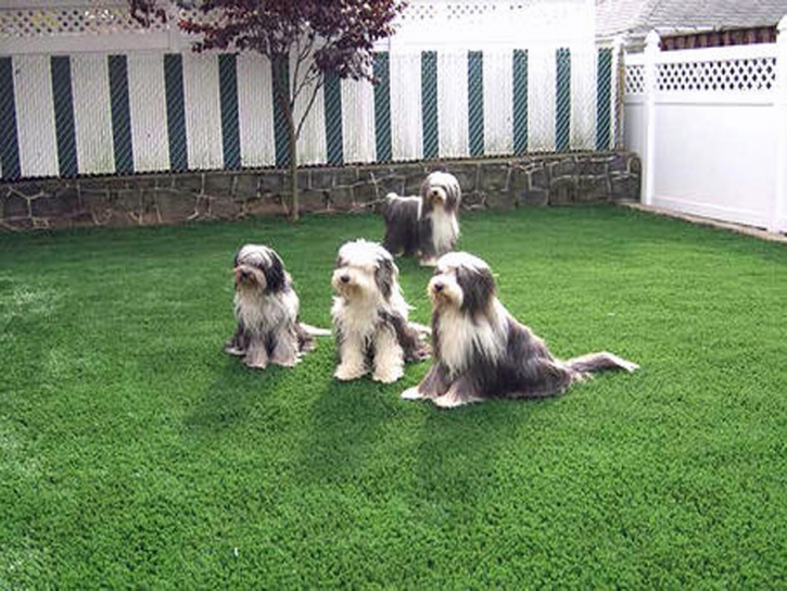 Plastic Grass Royal Kunia, Hawaii Grass For Dogs, Dogs Runs