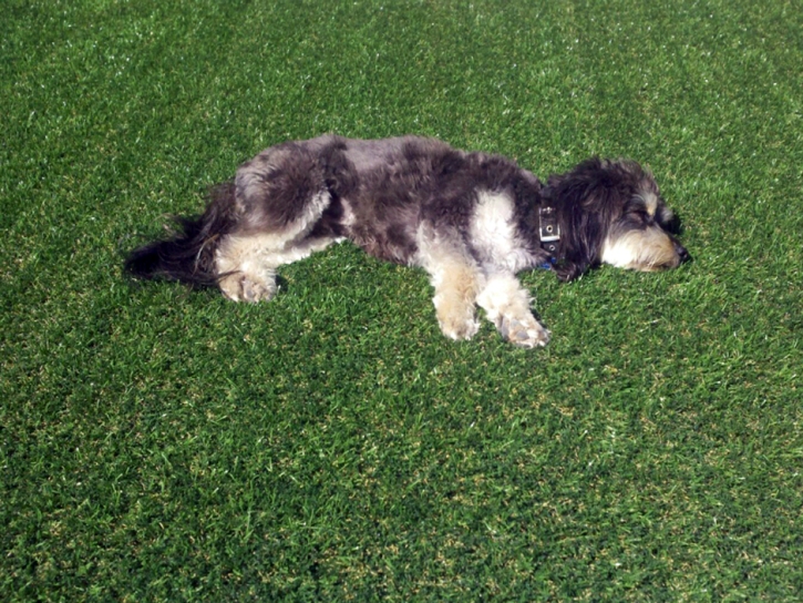 Synthetic Turf Supplier Waimanalo, Hawaii Garden Ideas, Dogs